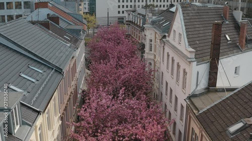 Drone / Aerial shot of the Kirschbluete Cherry Blossom in the city in the Heerstraße Heerstreet Breitestraße Bonn  Tourism 25p photo