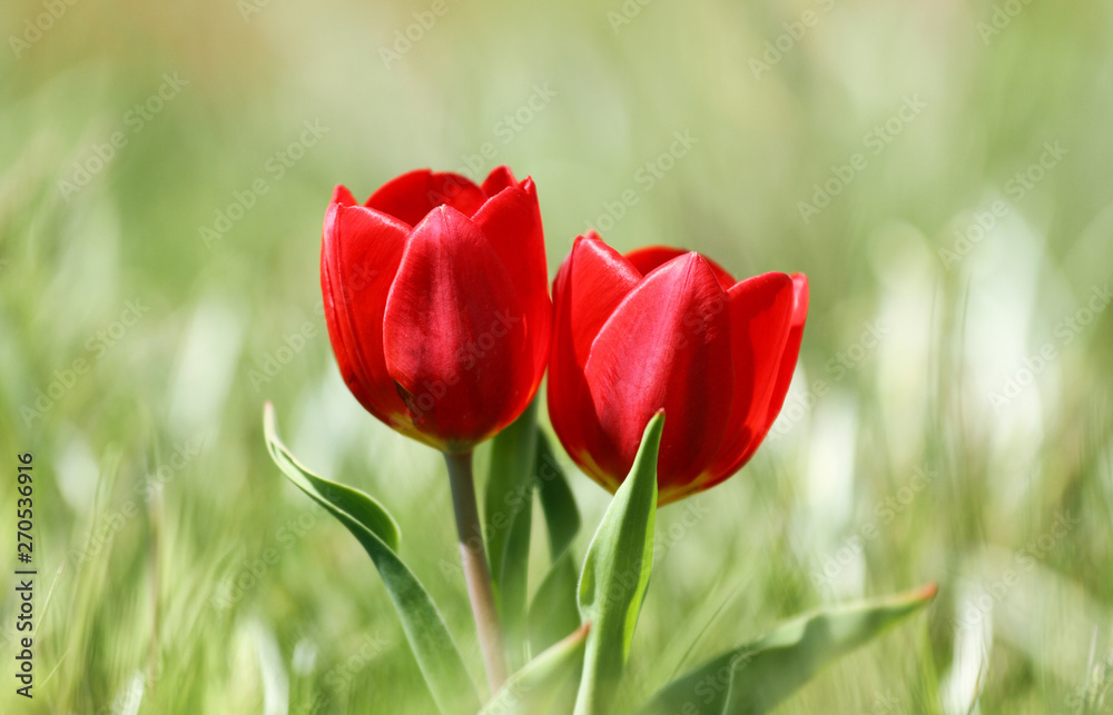 Red tulip flowers, spring flowers bloom, two flowers in the steppe, wild tulips background Red tulip flowers, spring flowers bloom, two flowers in the steppe, wild tulips background
