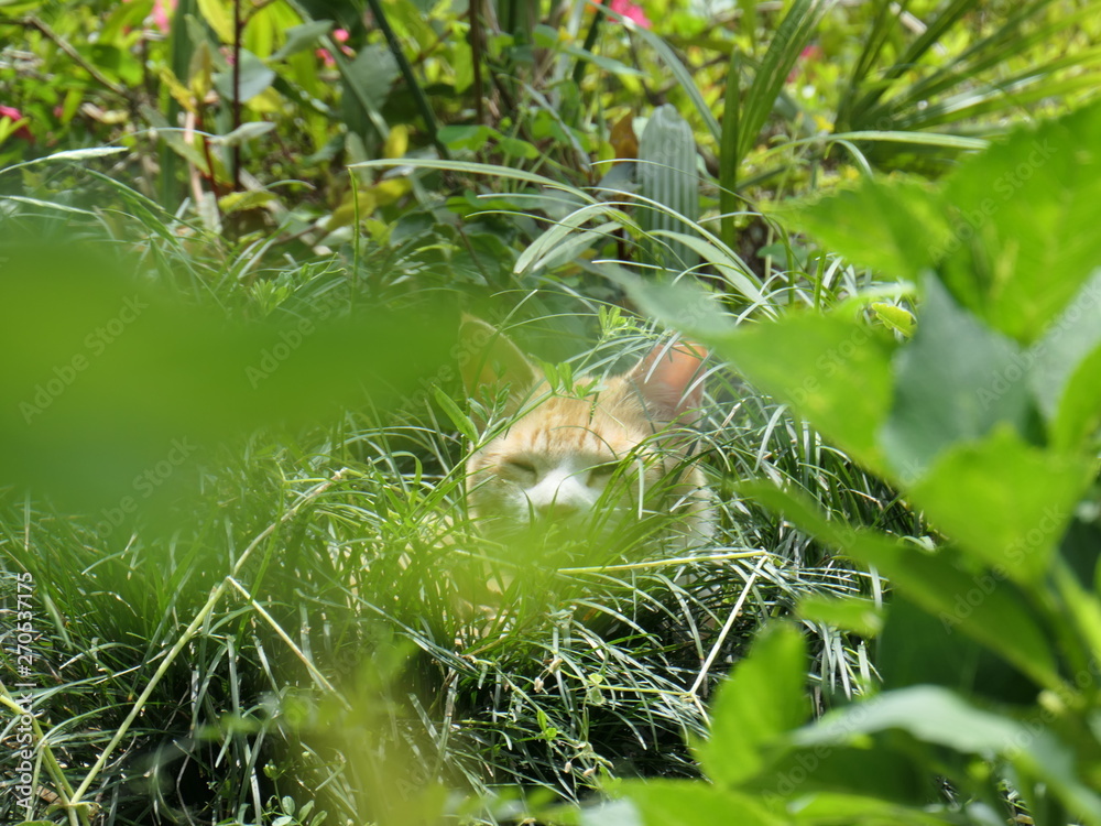 Obraz premium 草むらにいる猫
