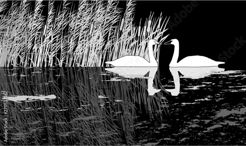 two swan sketches in reed on black