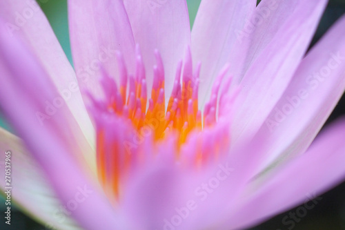 Close up of lotus blooming in macro style Budha and calm concept