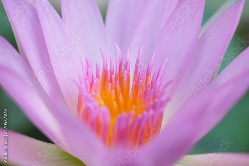 Close up of lotus blooming in macro style Budha and calm concept