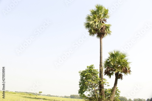 Indian Borassus flabellifer tree, commonly known as doub palm, palmyra palm, tala palm, toddy palm, wine palm, or ice apple in india.