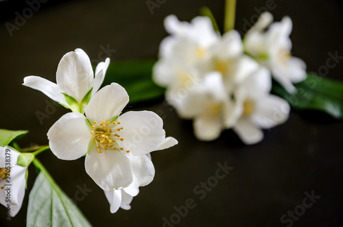 white jasmine flowers on black. Beautiful background.