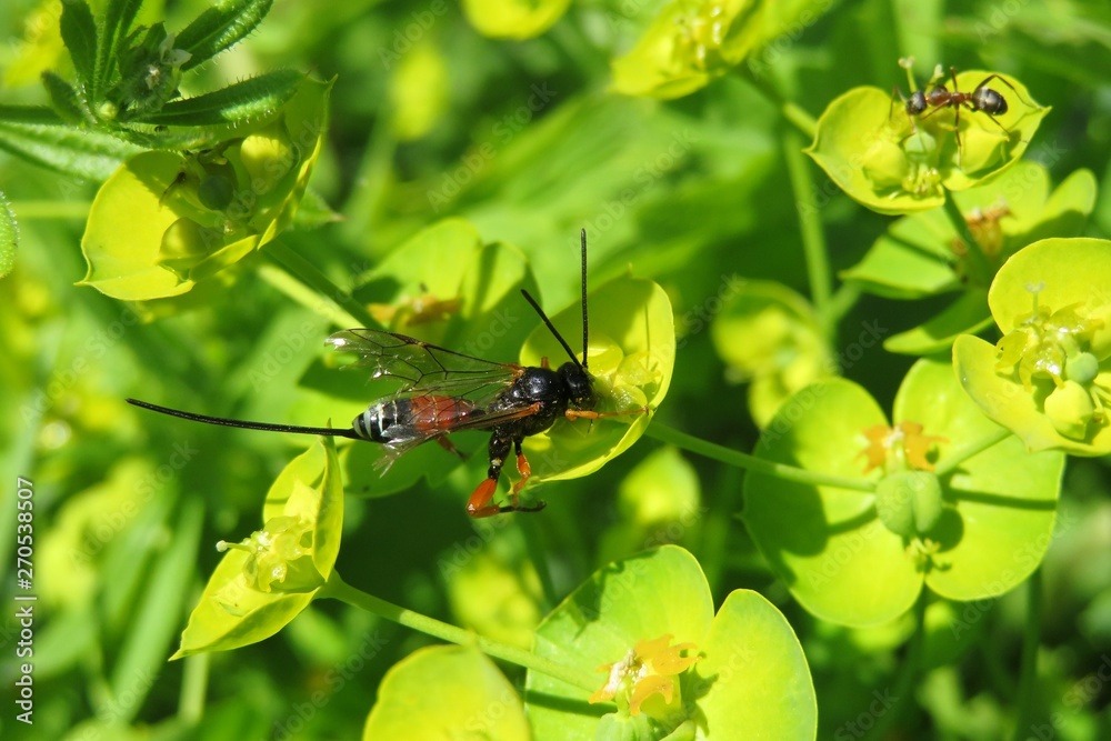 Spring Wasp Beautiful braconid wasp on spurge flowers in the garden in spring ...