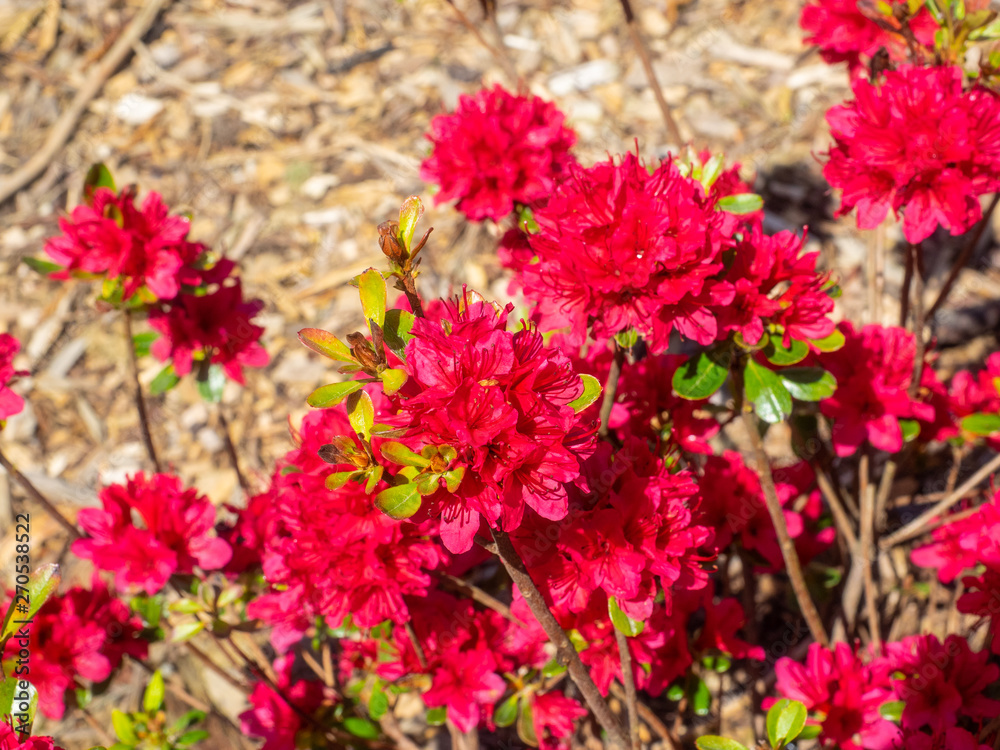 Rhododendron 'Hino Crimson'