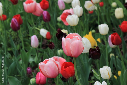 Spring beautiful tulips with water droplets after rain