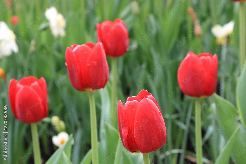 Beautiful scarlet tulips after spring rain on the background of trees