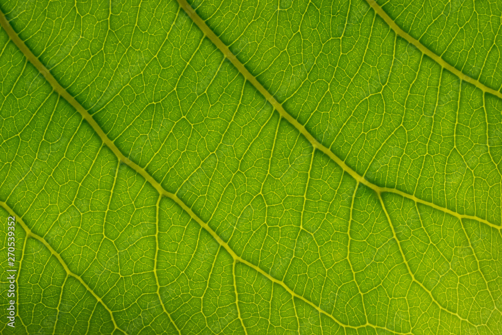 Leaf texture Leaf texture