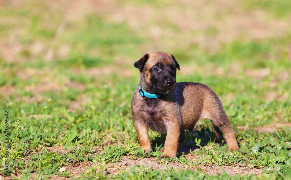 Beautiful little cute Belgian Shepherd puppy Malinois Beautiful little cute Belgian Shepherd puppy Malinois