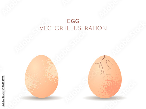 Vector illustration. Chicken eggs in a flat realistic style. Minimalist design. Isolated objects on a white background with a shadow