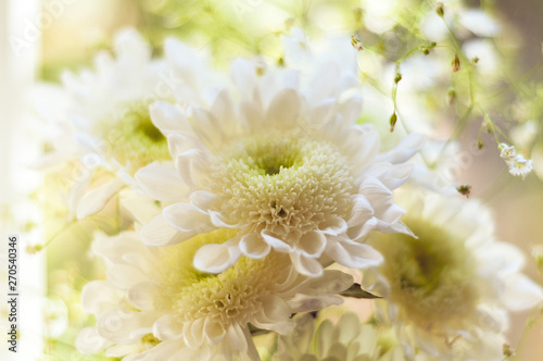 Bouquet of delicate beautiful flowers of white chrysanthemums close up