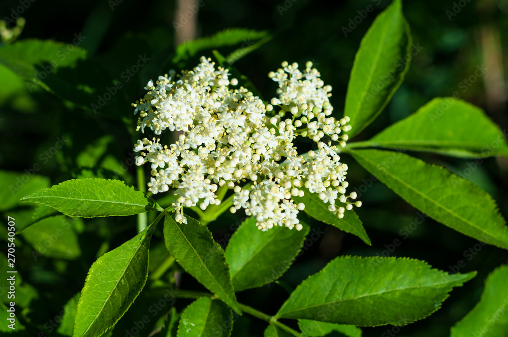 Blooming beautiful small white flowers of elderberry and green leaves Blooming beautiful small white flowers of elderberry and green leaves