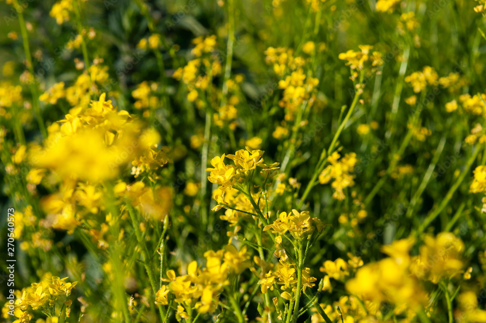 bunch of yellow flowers growing on a green stalk against a background of blurry yellow flowers