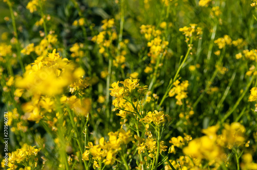 bunch of yellow flowers growing on a green stalk against a background of blurry yellow flowers © Sergio 