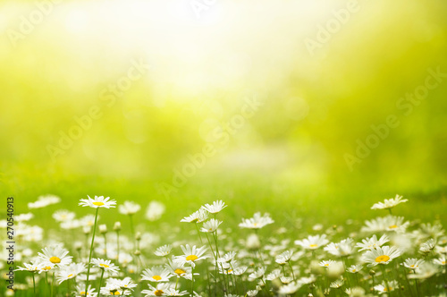 Summer outdoors background glade with daisies and grass. Beautiful morning light and mood. Space for text.