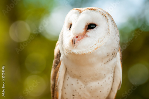 Beautiful Barn Owl
