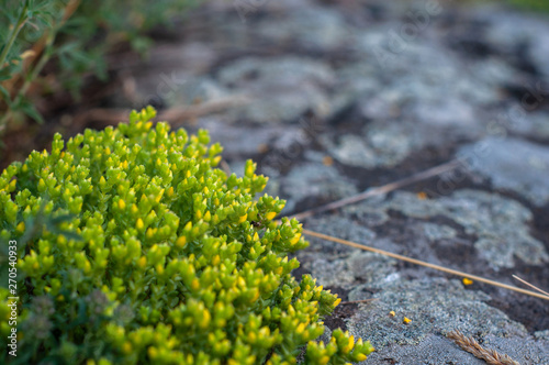 Unblown yellow blooming moss Sedum Sexangulare on a background of granite stone photo