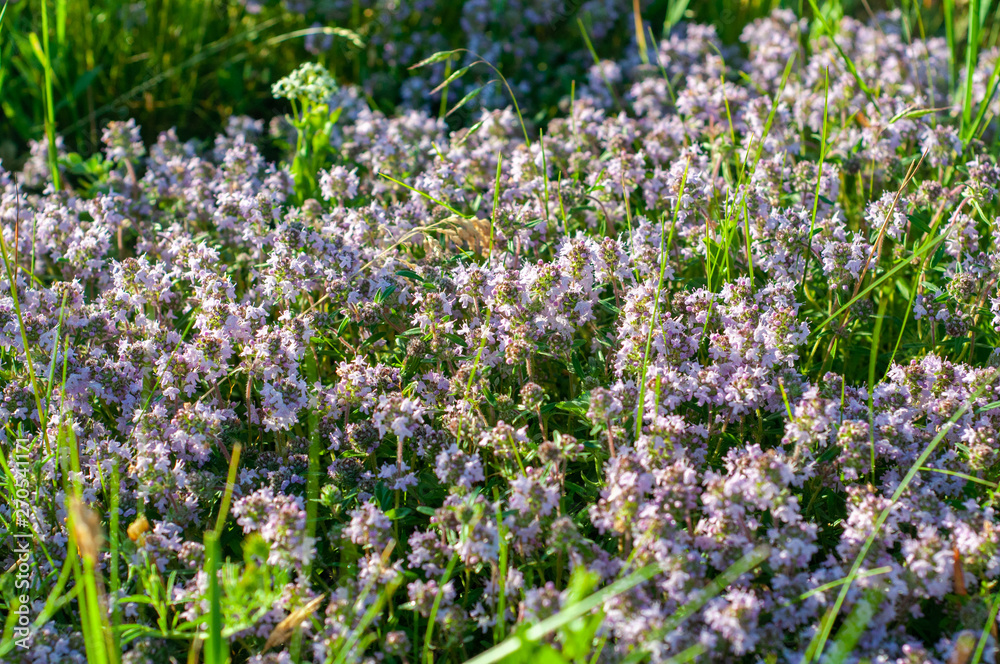 Obraz premium beautiful small flowers of thyme purple color close up