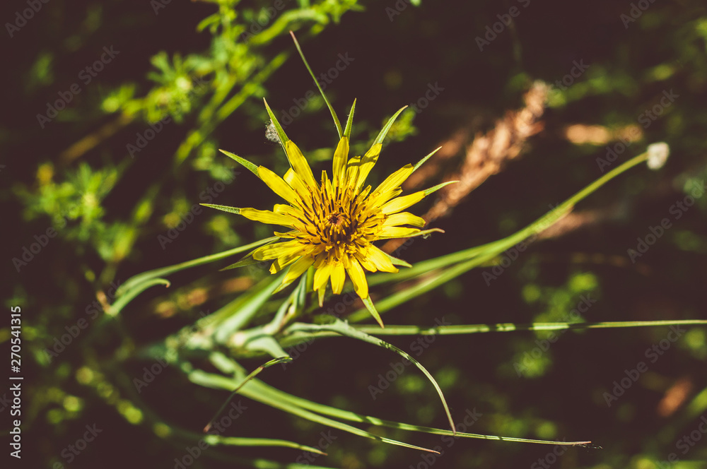 Beautiful yellow flower on blurred green background of field plants
