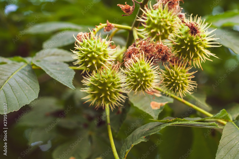 Horse chestnut tree with young green chestnuts closeup Horse chestnut tree with young green chestnuts closeup