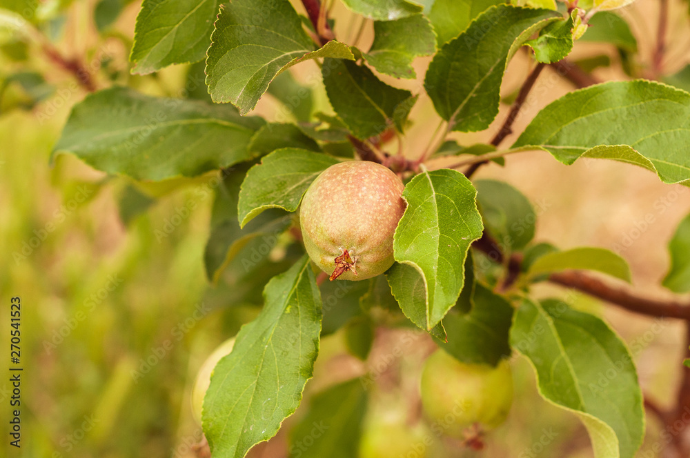 green walnut growing on a tree with green leaves green walnut growing on a tree with green leaves