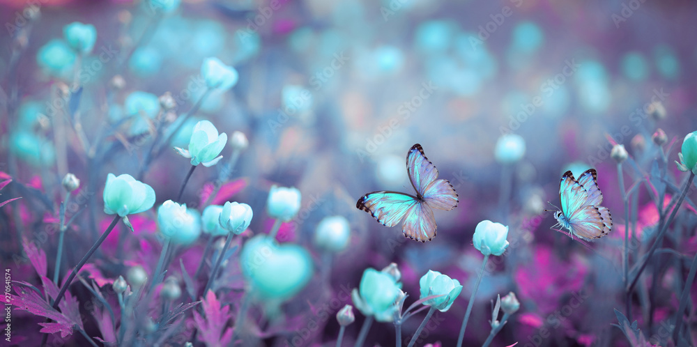 Wild light blue flowers in field and two fluttering butterfly on nature outdoors, close-up macro. Magic artistic image. Toned in blue and purple tones. - obrazy, fototapety, plakaty 