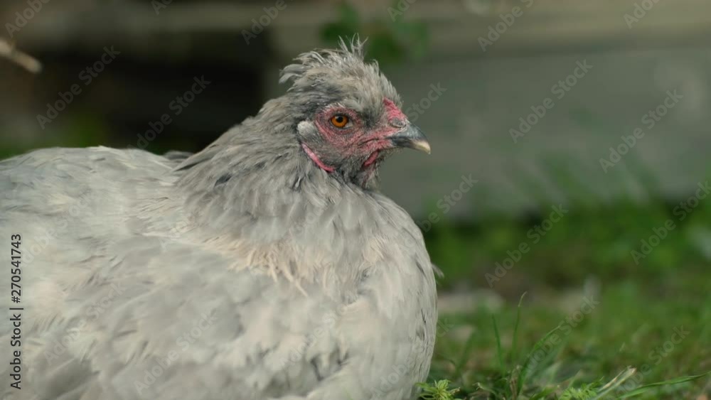 Grey hen portrait Grey hen portrait