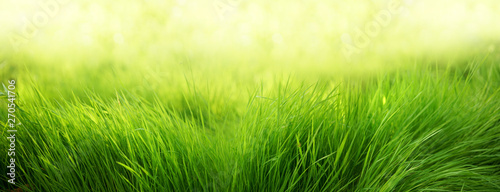 Natural green background of young juicy grass in sunlight with beautiful bokeh. Lush grass close-up in nature outdoors, wide format with copy space.