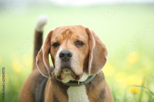 beagle dog for a walk in the park