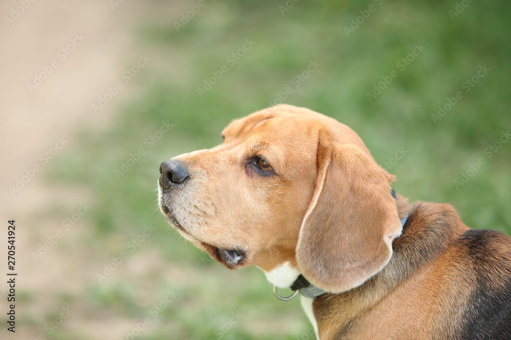beagle dog for a walk in the park