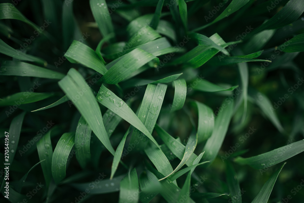 Fototapeta premium Grass