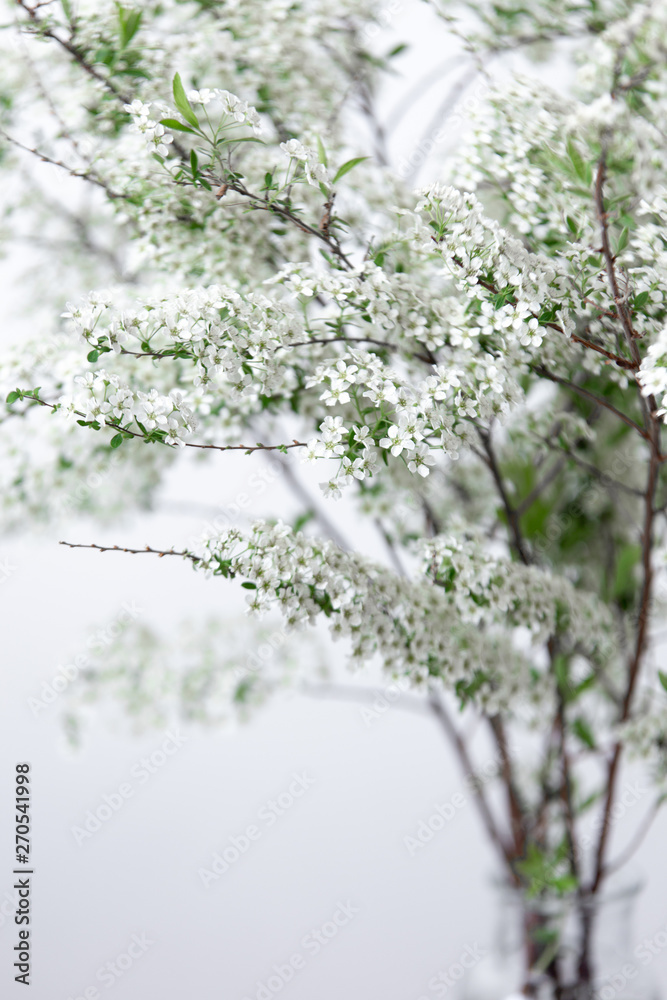 Apple flowers on white marble background with copy space