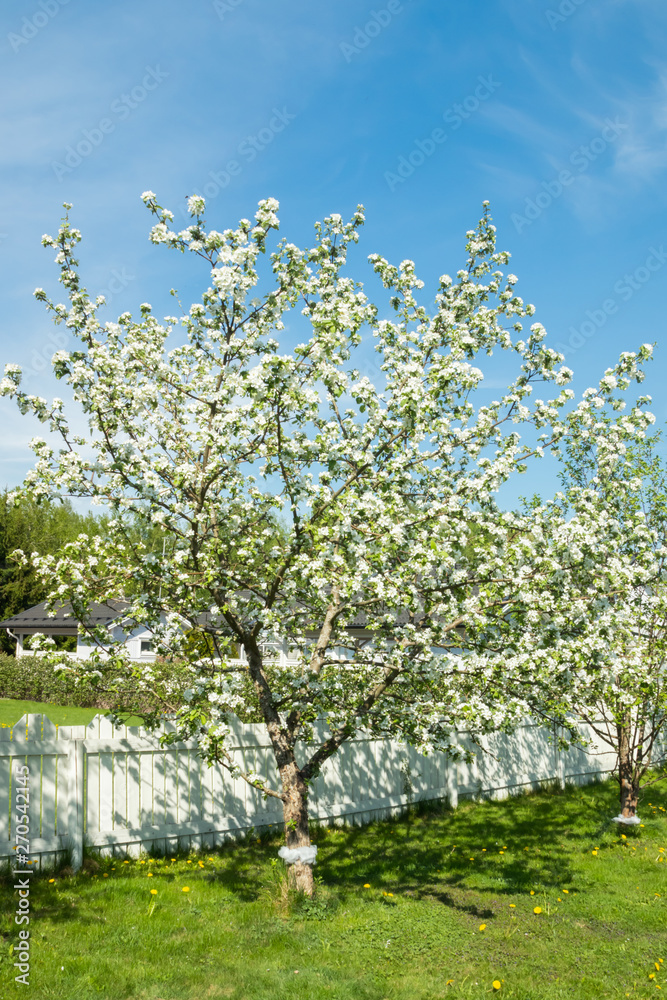 Fototapeta premium Blossoming apple tree in the garden at spring