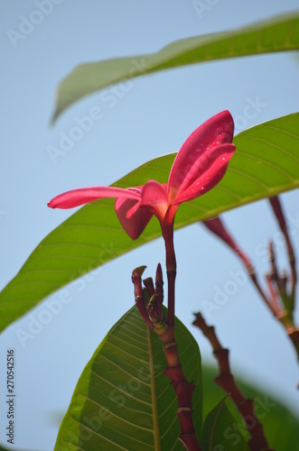 beautiful red flowers of plumeria on the background of green leaves macro in thailand