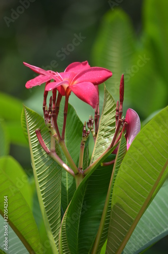 beautiful red flowers of plumeria on the background of green leaves macro in thailand
