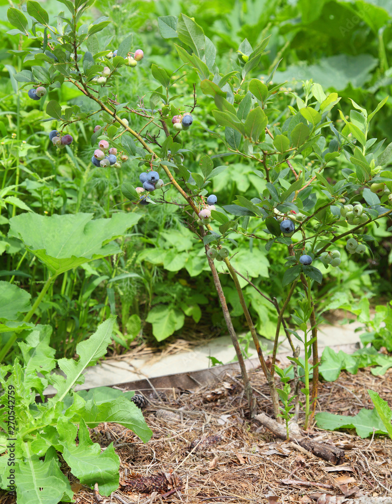 Fototapeta premium Blueberries ripen on a branch in the garden, organic farming. Harvest of useful berries in the open field on the bush, gardening.