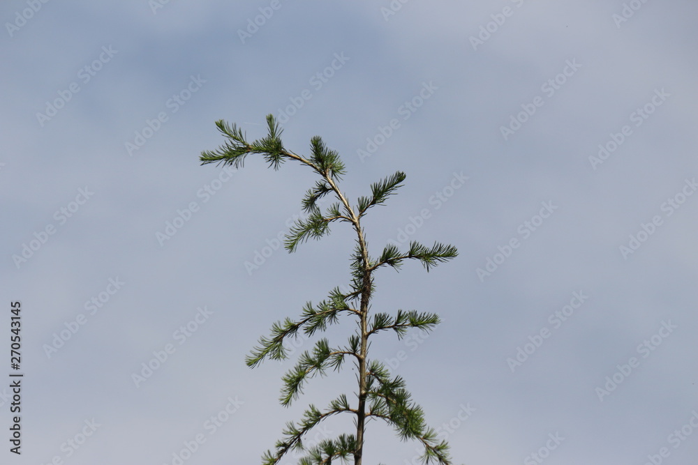 Fir tree brunch close up. Shallow focus. Fluffy fir tree brunch close up. Wallpaper concept. Copy space. Fir tree brunch close up. Shallow focus. Fluffy fir tree brunch close up. Wallpaper concept. Copy space.