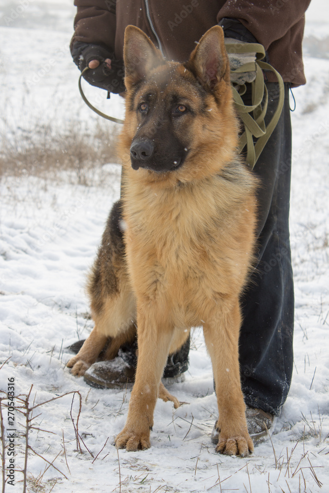 a German shepherd in winter with a man,a man with a dog on a leash in the winter, a clever German shepherd near a man a German shepherd in winter with a man,a man with a dog on a leash in the winter, a clever German shepherd near a man