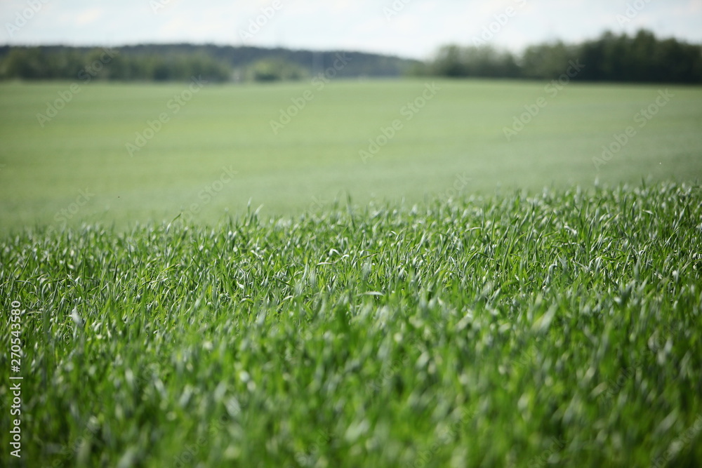 Fototapeta premium green field farm