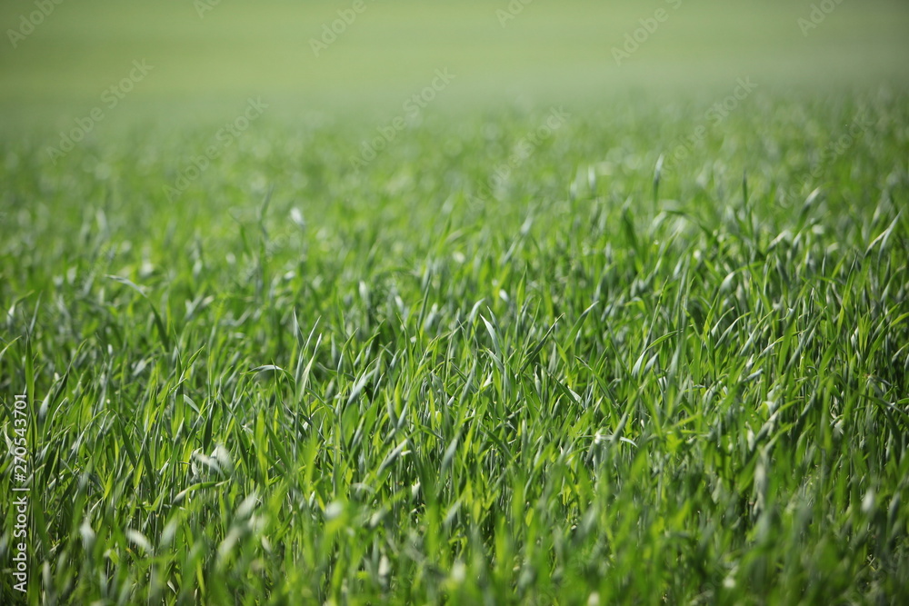 green field farm green field farm
