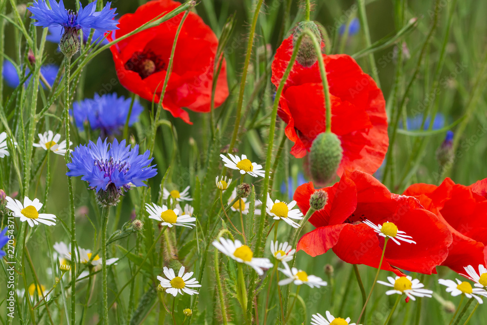 Fototapeta premium Mohnblumenwiese mit Kornblumen in der Sonne