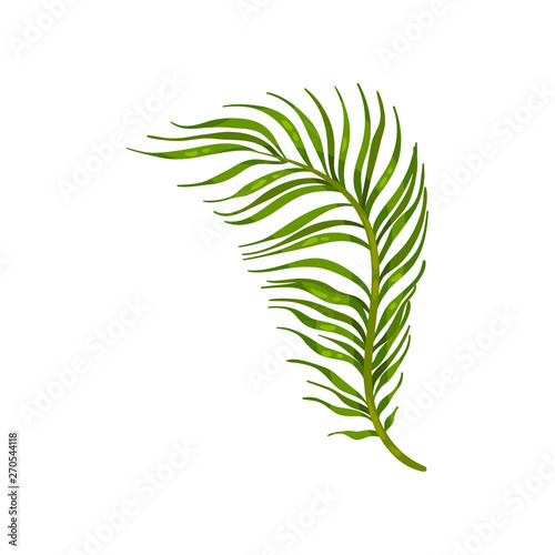 Stem with thin leaves close-up. Vector illustration on white background.