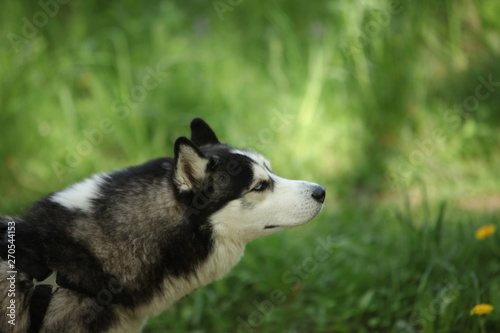 Dog breed husky  walk  woods summer © Elroi