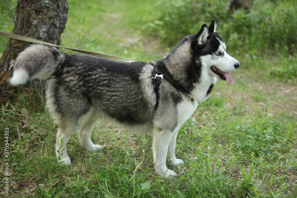 Dog breed husky  walk  woods summer