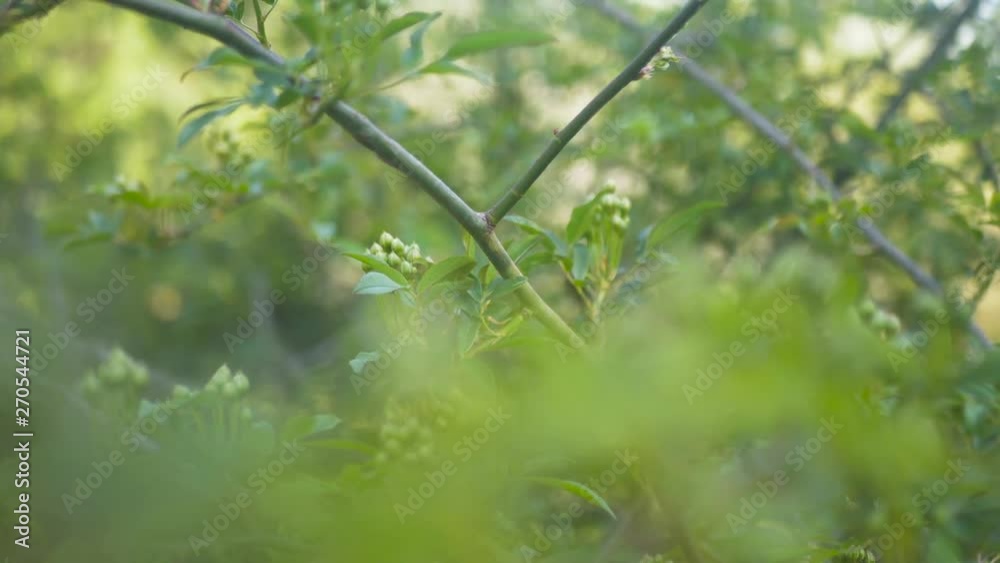 Extreme Close up of the branches of a bush. Extreme Close up of the branches of a bush.