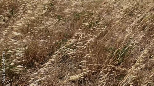 Golden Wild dry grass cereal plant / wild oats growing wild  blowing in strong wind. 
Basin wildrye photo