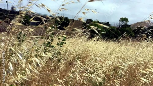 Panning shot of Golden Wild dry grass cereal plant / wild oats growing wild  blowing in strong wind. global warming effect.
Basin wildrye in dry landscape scene. photo