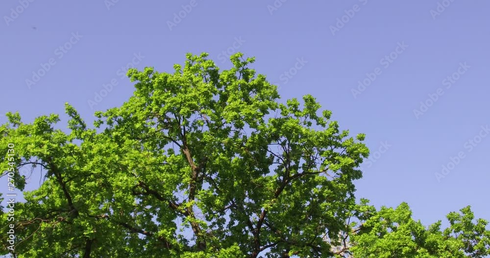 Fresh green foliage of oak tree in the Blood Field Park in Budapest. Fresh green foliage of oak tree in the Blood Field Park in Budapest.