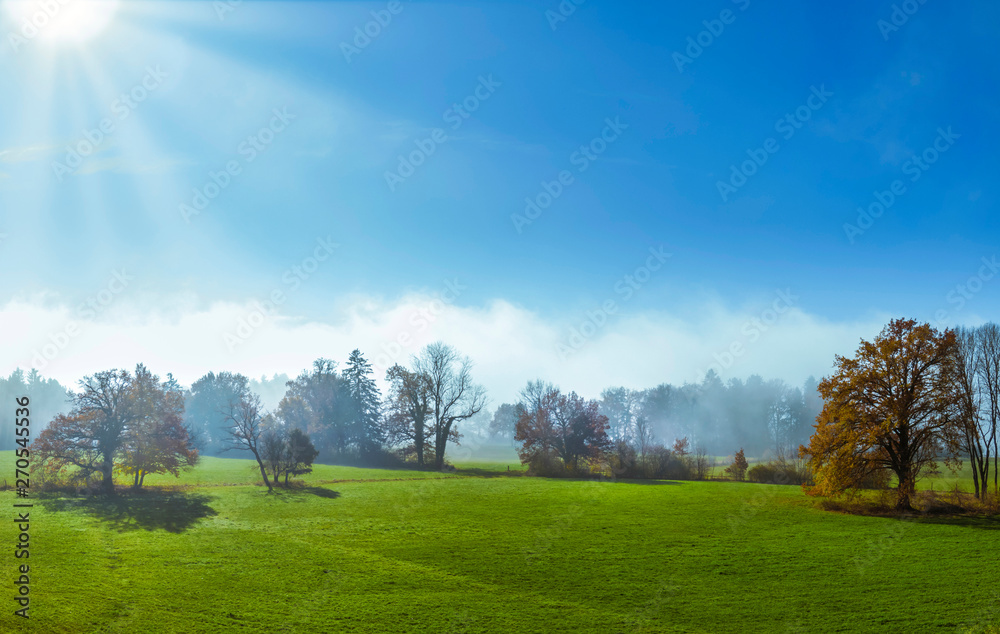 Trees on a meadow in morning mist